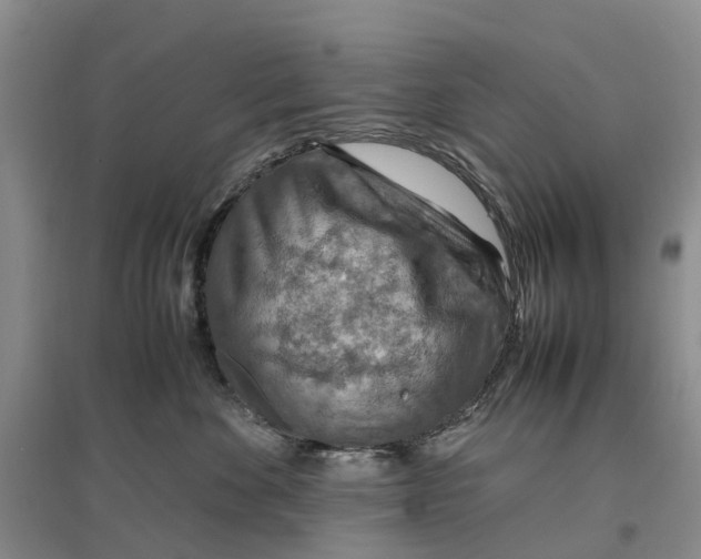 X0000096700524200802261608