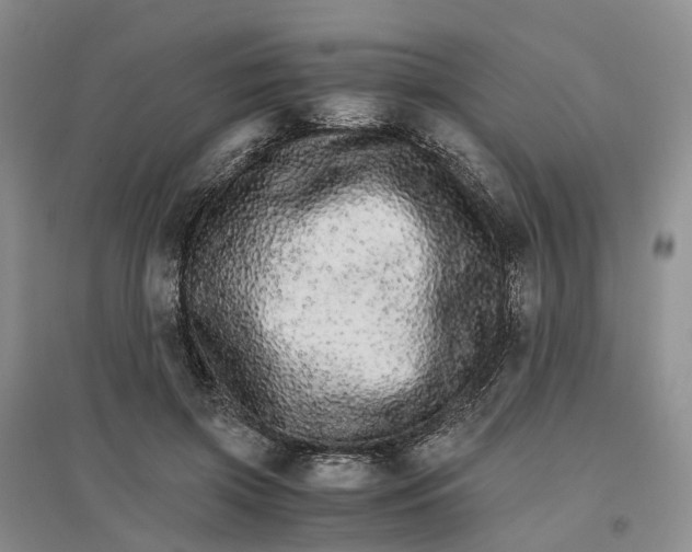 X0000096700549200802261607
