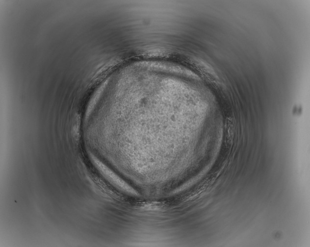 X0000096700550200802261607