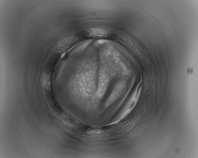 X0000096700551200802261607