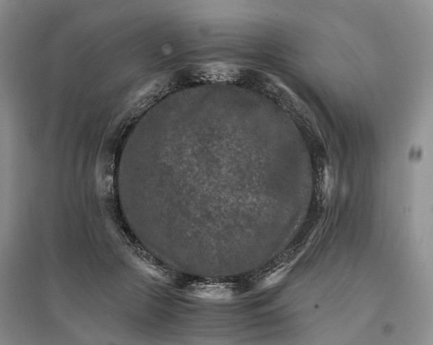 X0000096700553200802261607