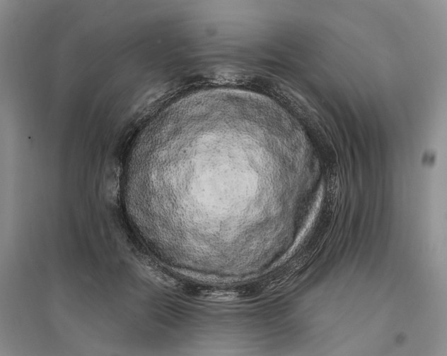 X0000096700554200802261607
