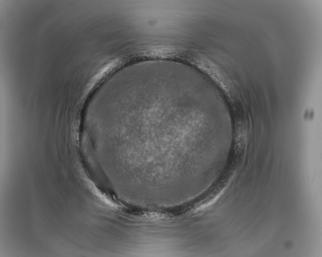 X0000096700585200802261607