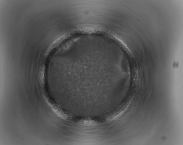 X0000096700590200802261607