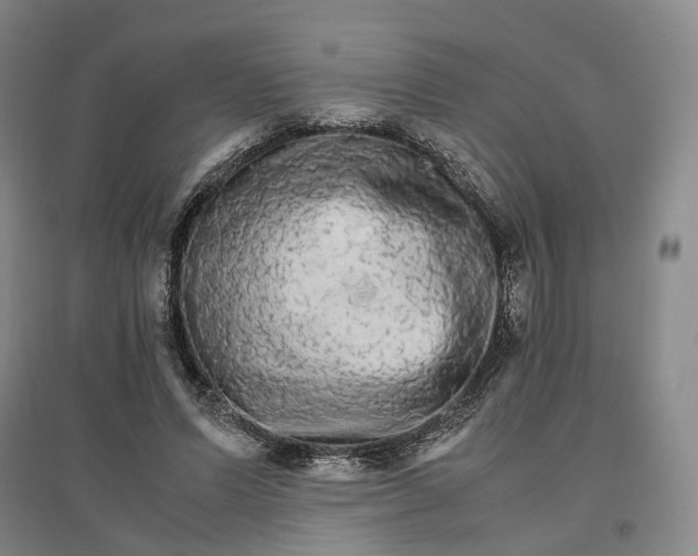 X0000096700591200802261607