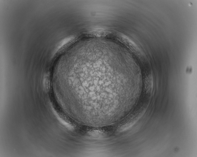 X0000096700594200802261607