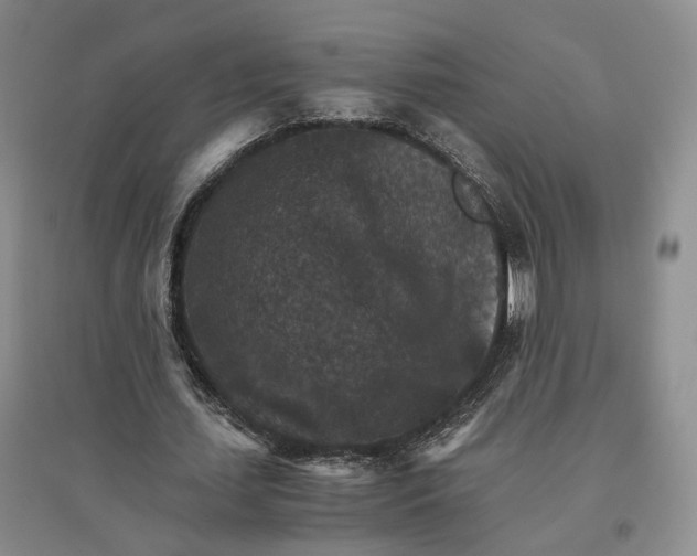 X0000096700627200802261606