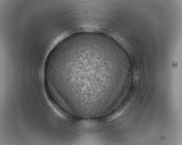 X0000096700630200802261606