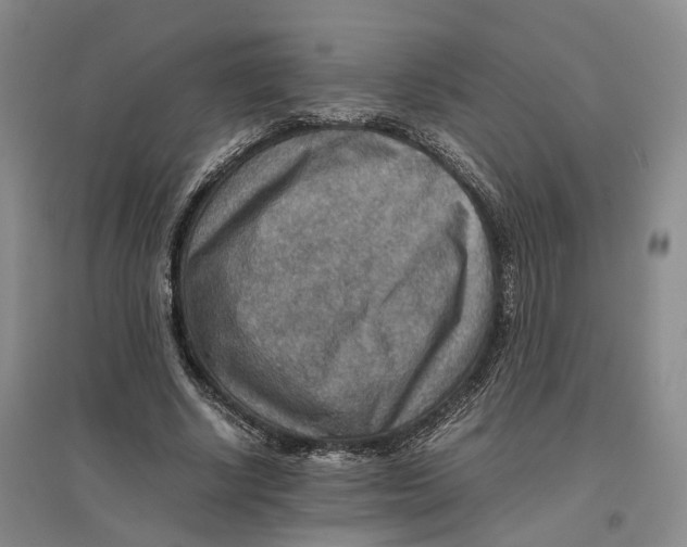 X0000096700634200802261606