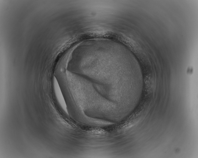 X0000096700642200802261606