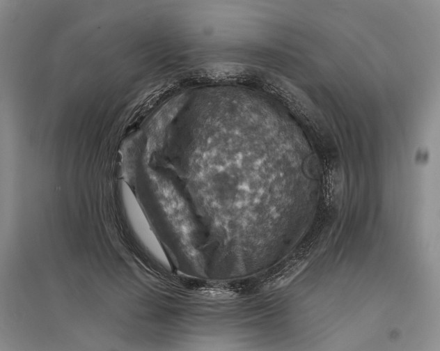 X0000096700644200802261606