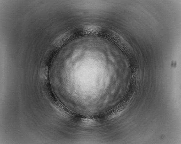 X0000096700649200802261606