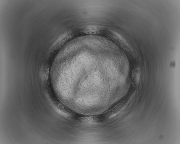 X0000096700652200802261606
