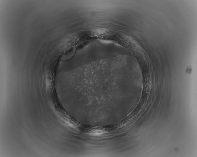 X0000096700653200802261606