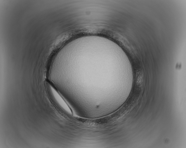 X0000096700685200802261605