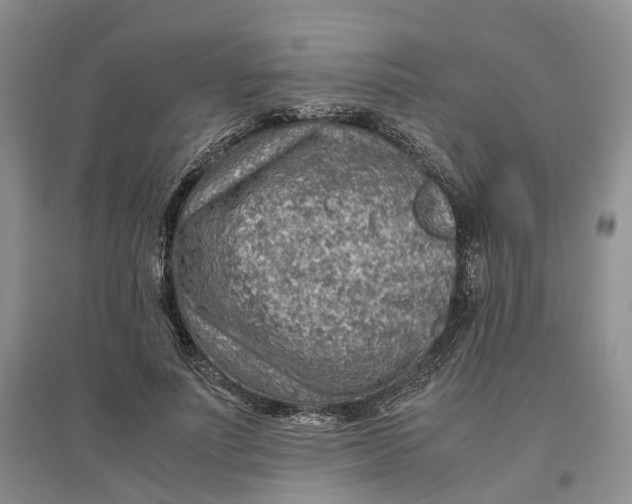X0000096700691200802261605