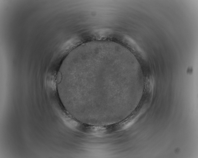 X0000096700719200802261605