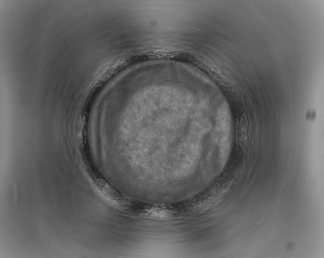 X0000096700742200802261604