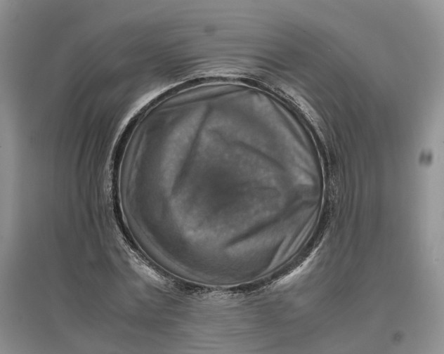 X0000096700779200802261604