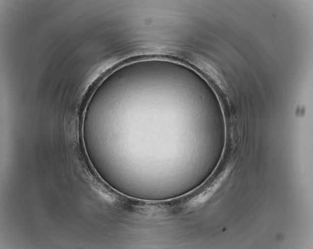 X0000096700781200802261604