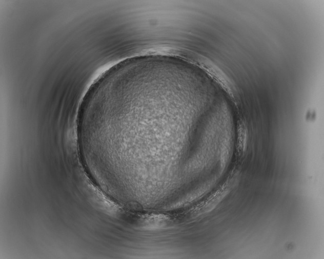X0000096700784200802261604