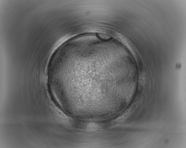 X0000096700787200802261604