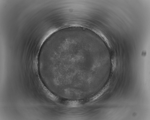 X0000096700798200802261604