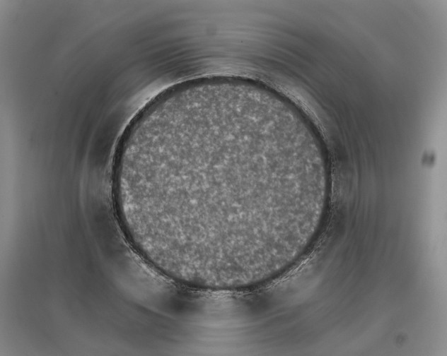 X0000096700828200802261603