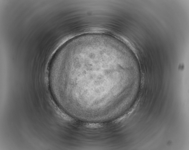 X0000096700835200802261603