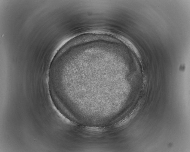 X0000096700855200802261603