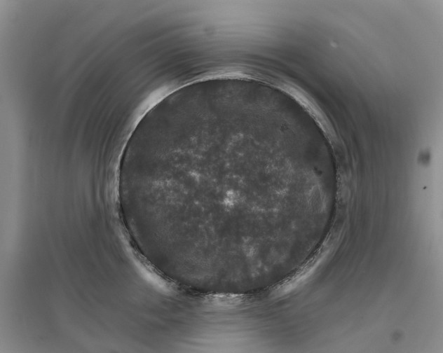 X0000096700858200802261603