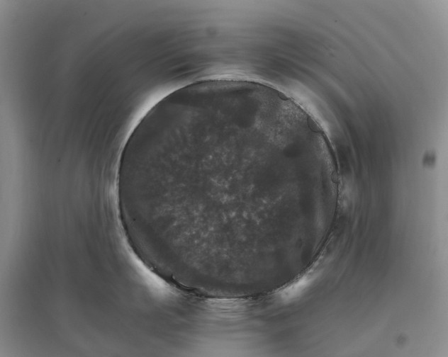 X0000096700863200802261603