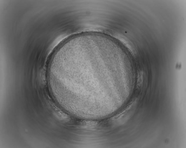X0000096700878200802261602