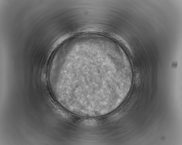 X0000096700882200802261602