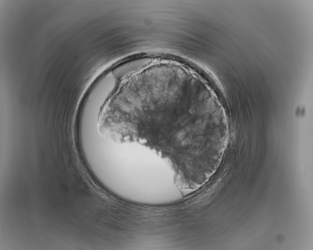 X0000096700887200802261602