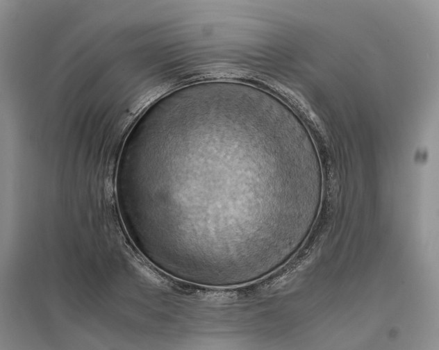 X0000096700889200802261602