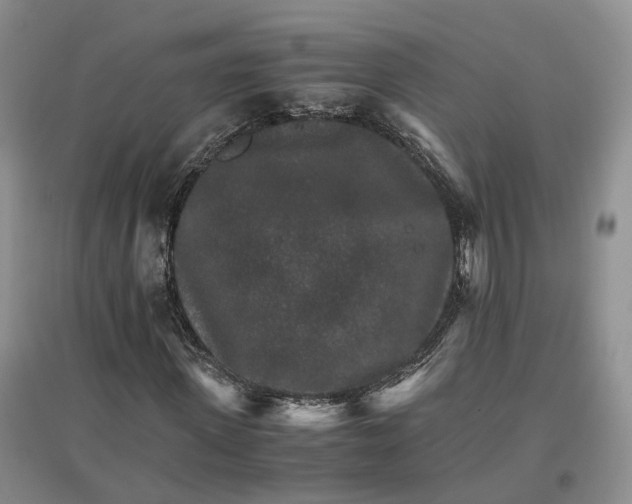 X0000096700915200802261601