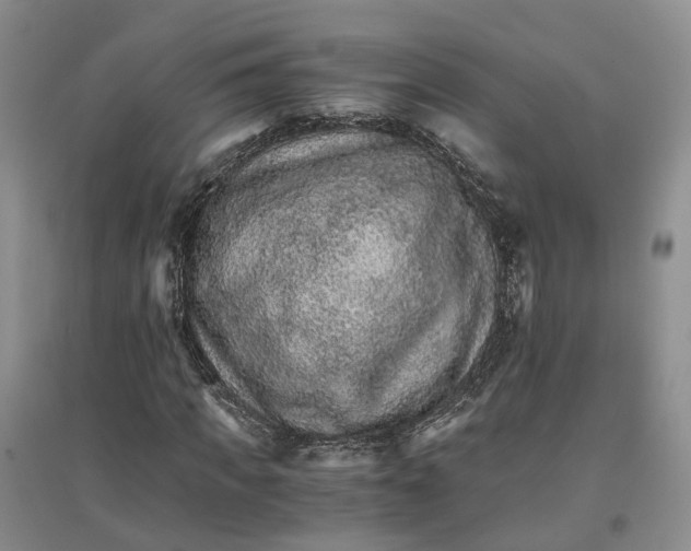 X0000096700917200802261601