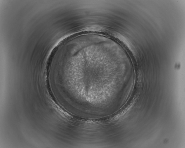 X0000096700923200802261601