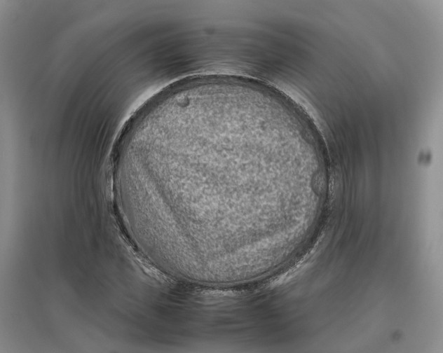 X0000096700925200802261601