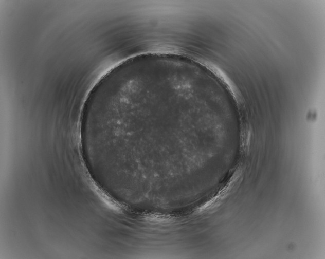X0000096700935200802261601