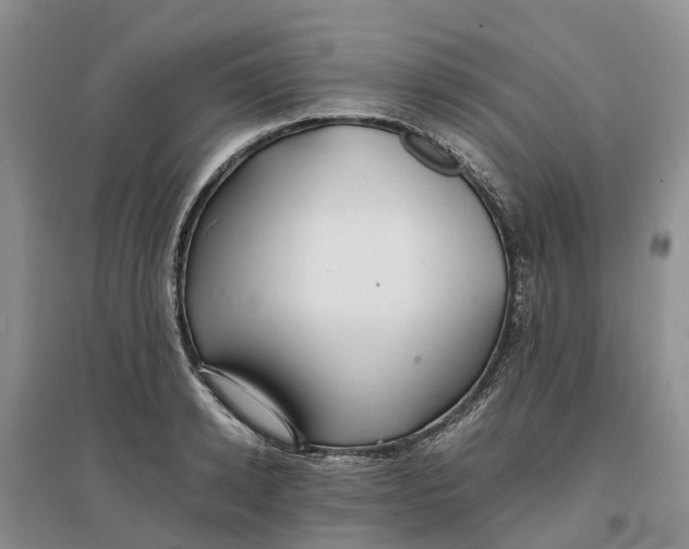 X0000096700942200802261601