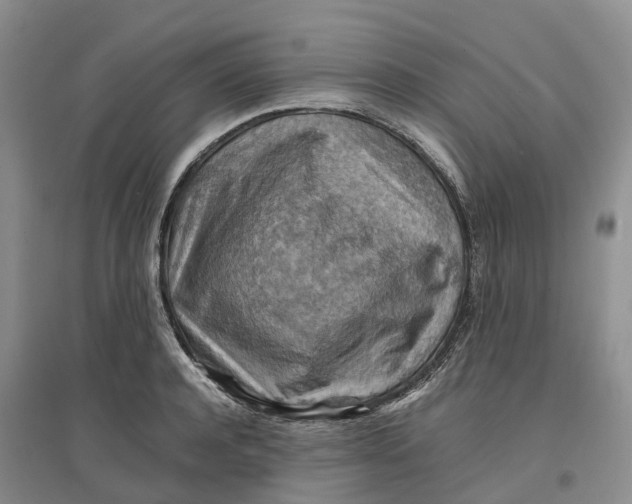 X0000096700944200802261601