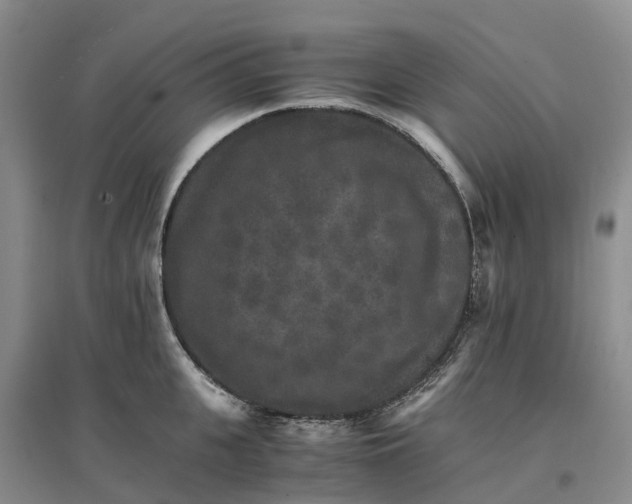 X0000096700951200802261602