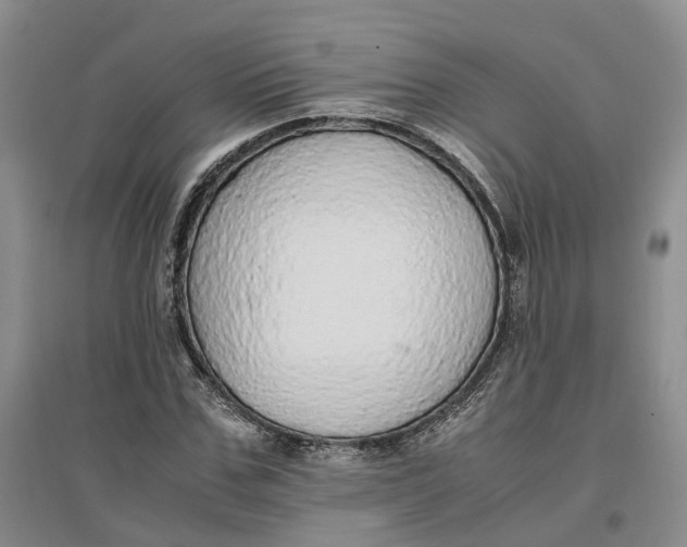 X0000096700971200802261601