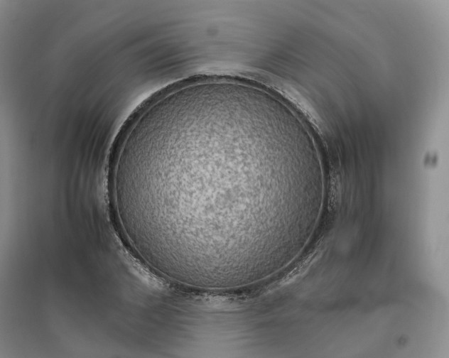 X0000096700976200802261601
