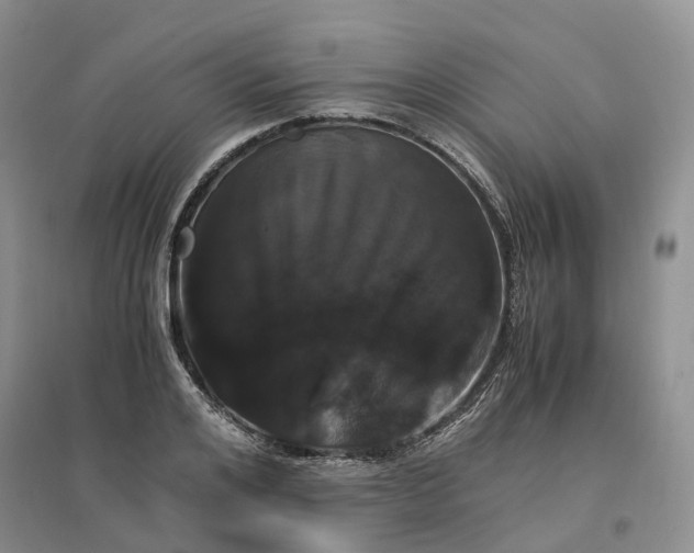 X0000096700984200802261601