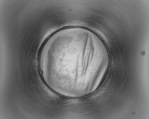 X0000096700990200802261601