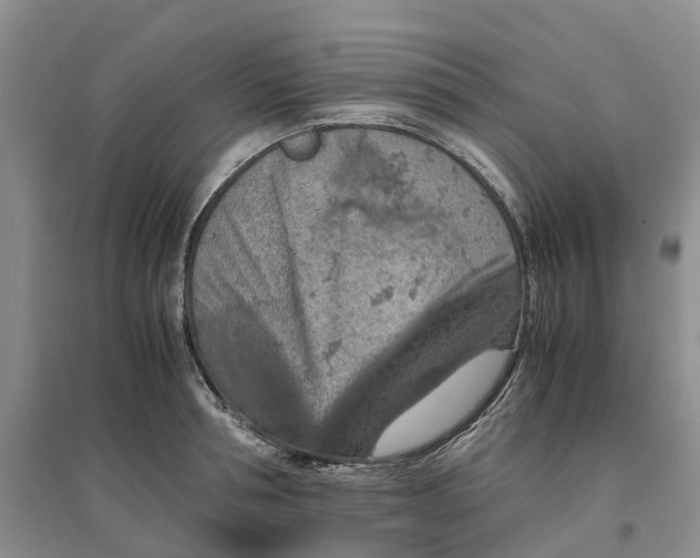 X0000096700994200802261601