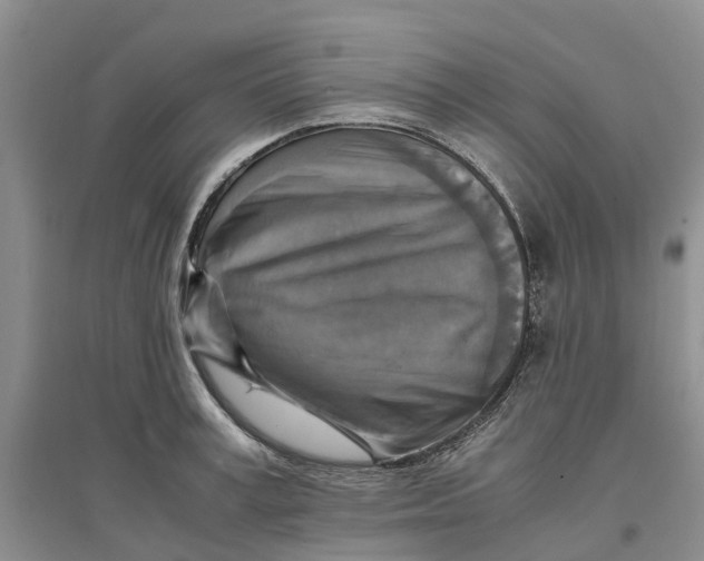 X0000096700995200802261601